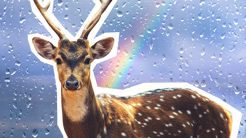 A reindeer looking out into the distance with a rainbow behind it