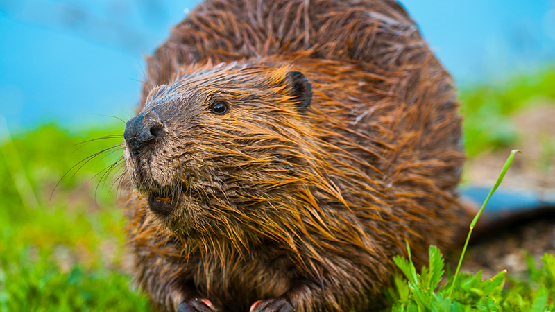 A smiling beaver
