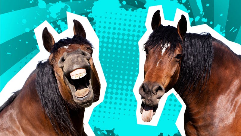 Two horses laughing at funny horse jokes
