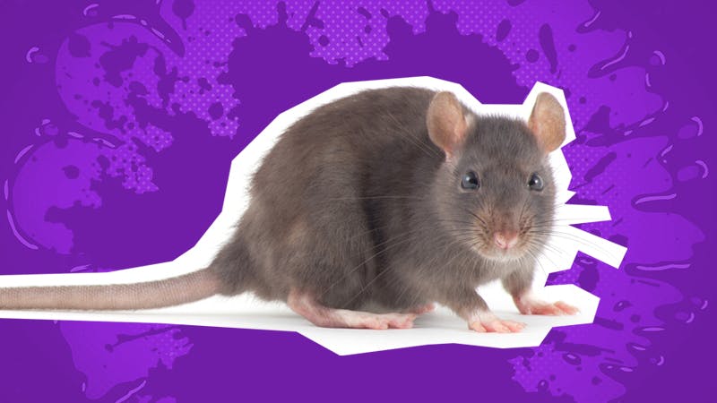 Funny mouse jokes: a mouse on a purple background