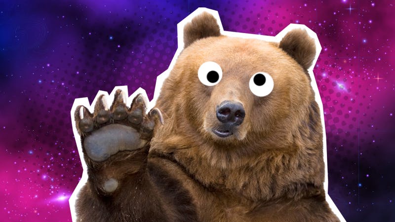 Funny bear jokes: a bear waving