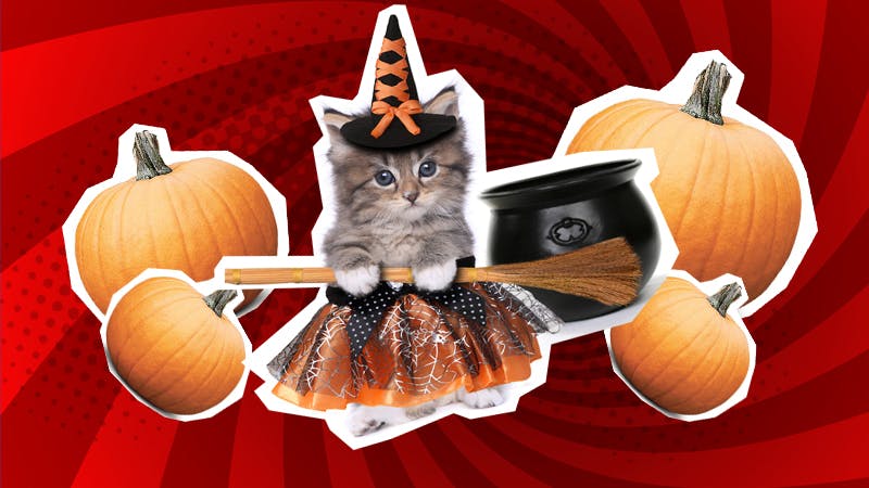 Funny witch jokes: a kitten in a witch costume with pumpkins