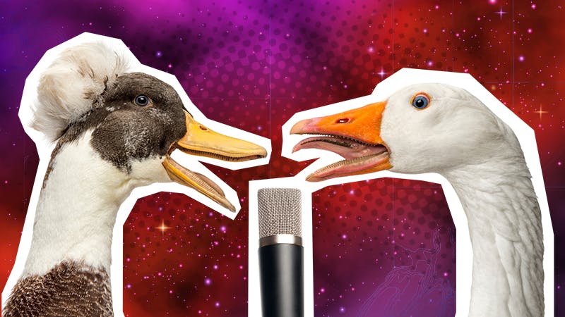 Funny duck jokes: a duck and a swan singing