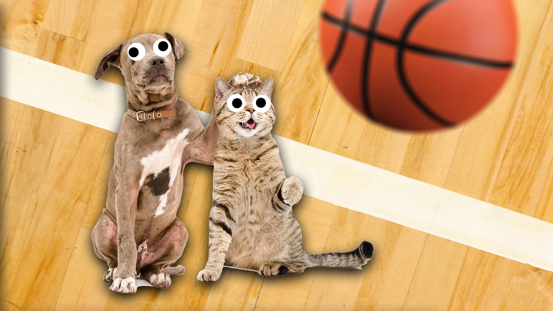 A cat and dog play basketball