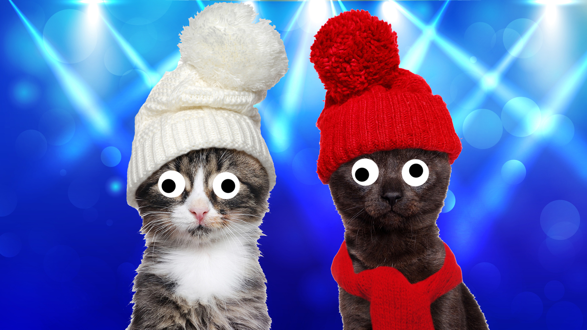 Cats in wooly hats