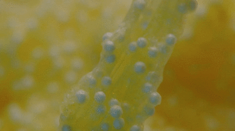 Yellow slime with white beads inside