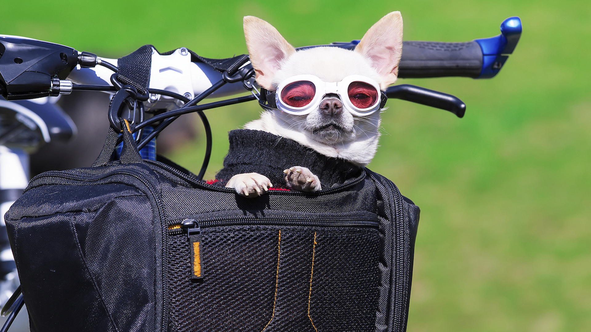 A chihuahua in a bicycle basket, wearing cool goggles