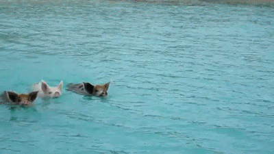 Three pigs having a swim