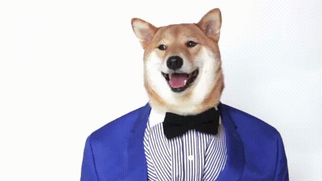 A dog in a suit