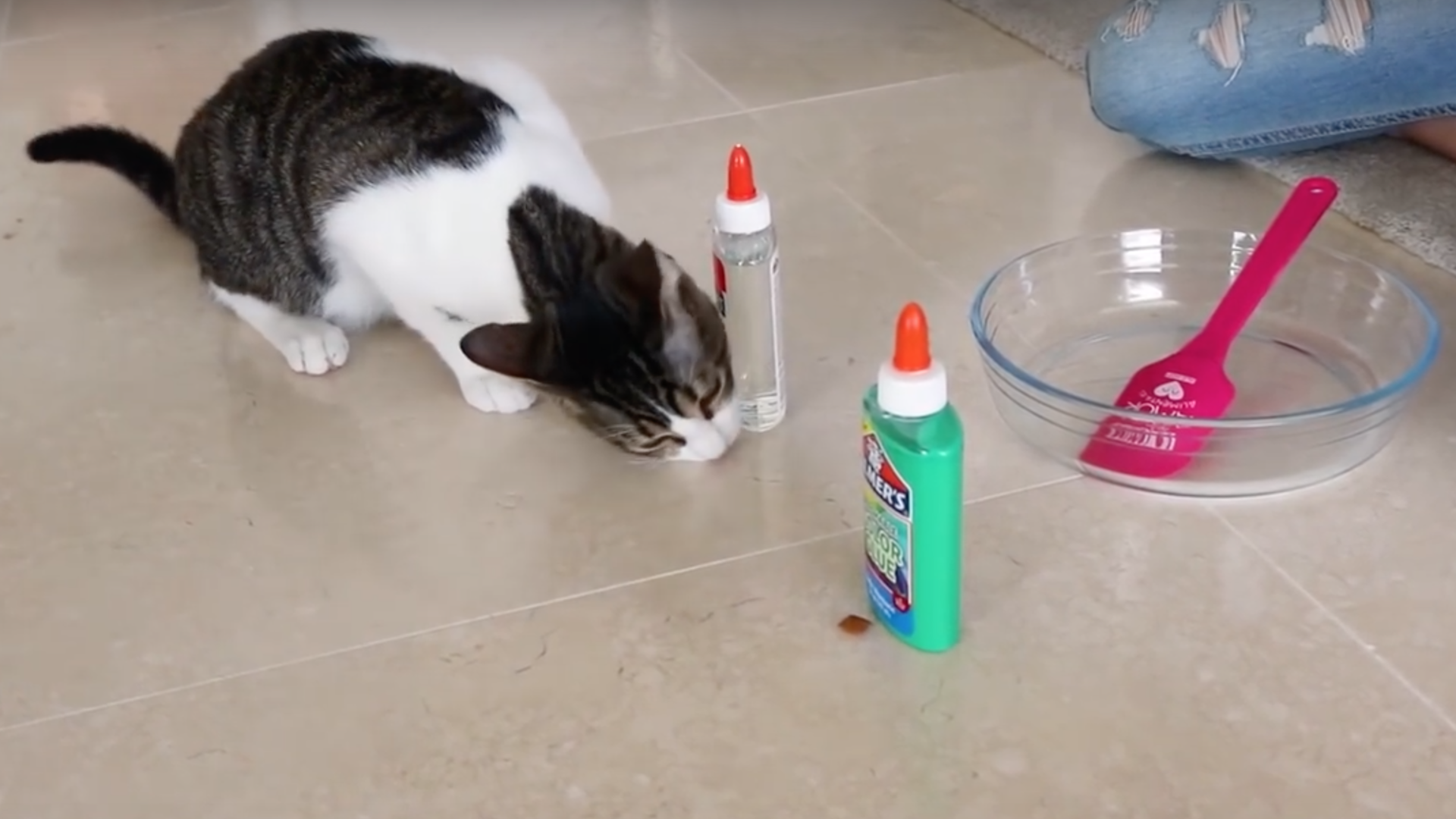 A cat looks at some glue 