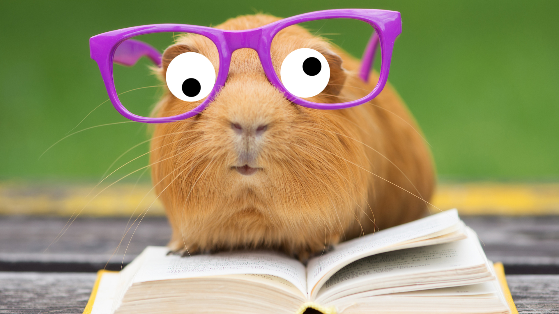 A gerbil in glasses reading a good book
