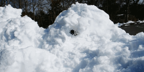 A Corgi in a big pile of snow