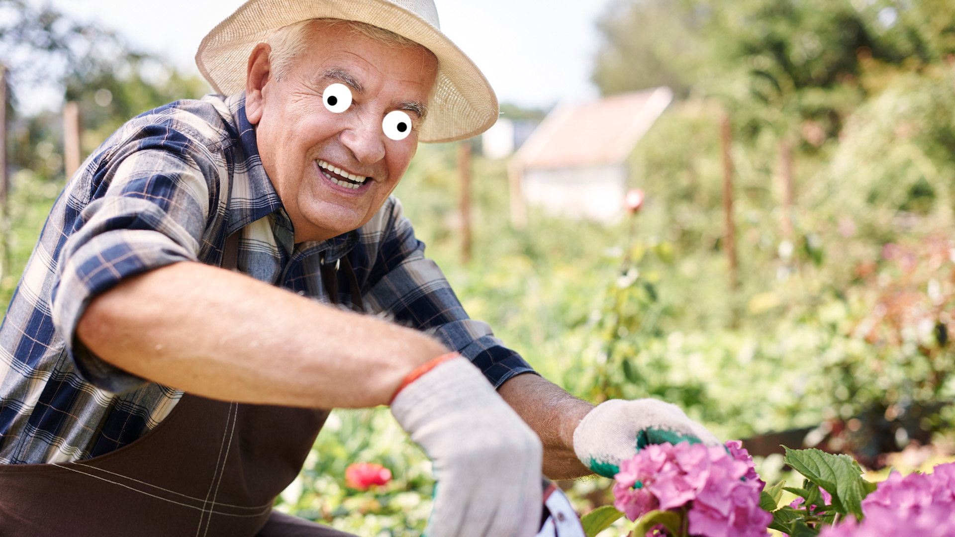 An elderly man gardening