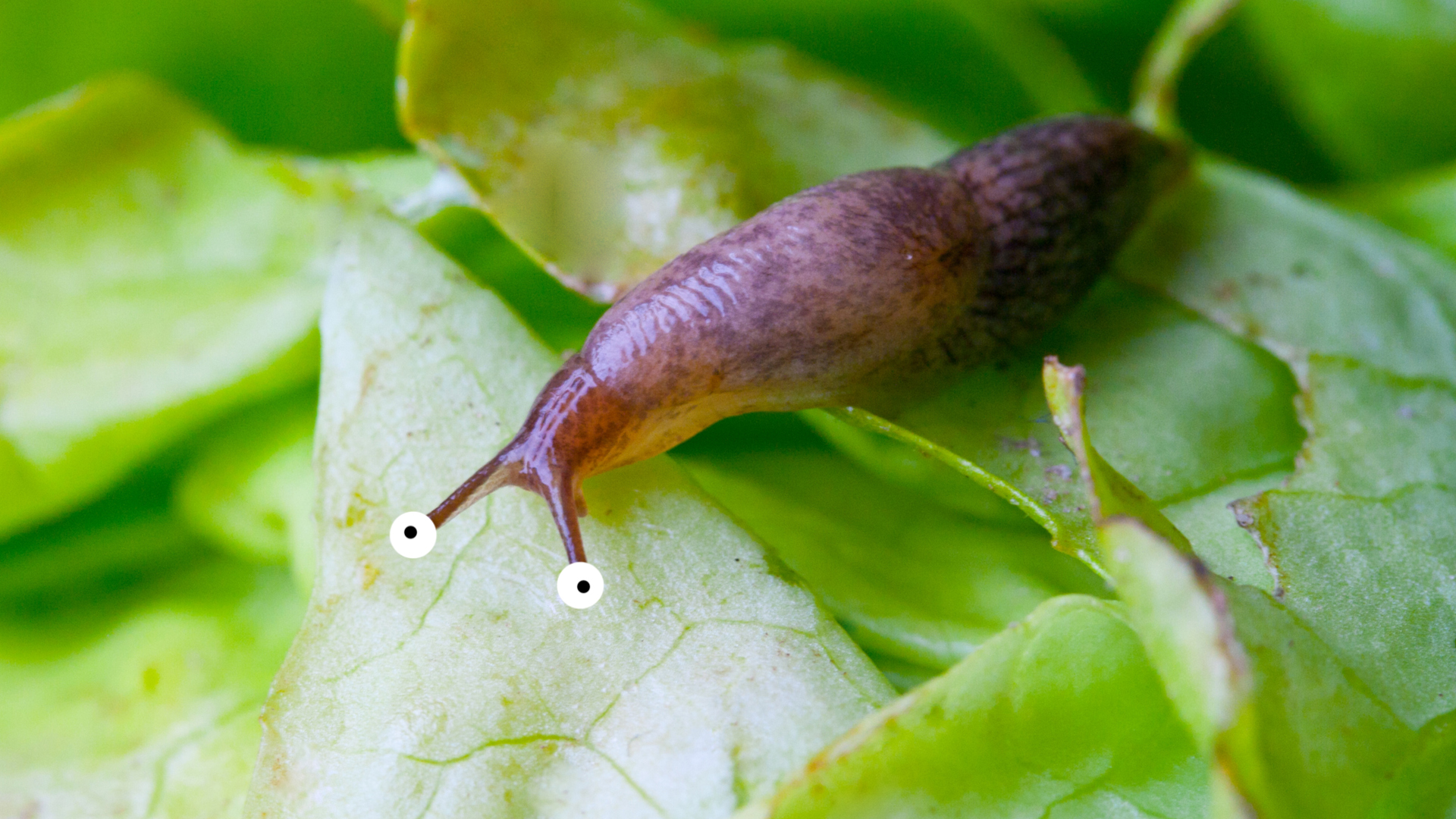 A slug on a leaf