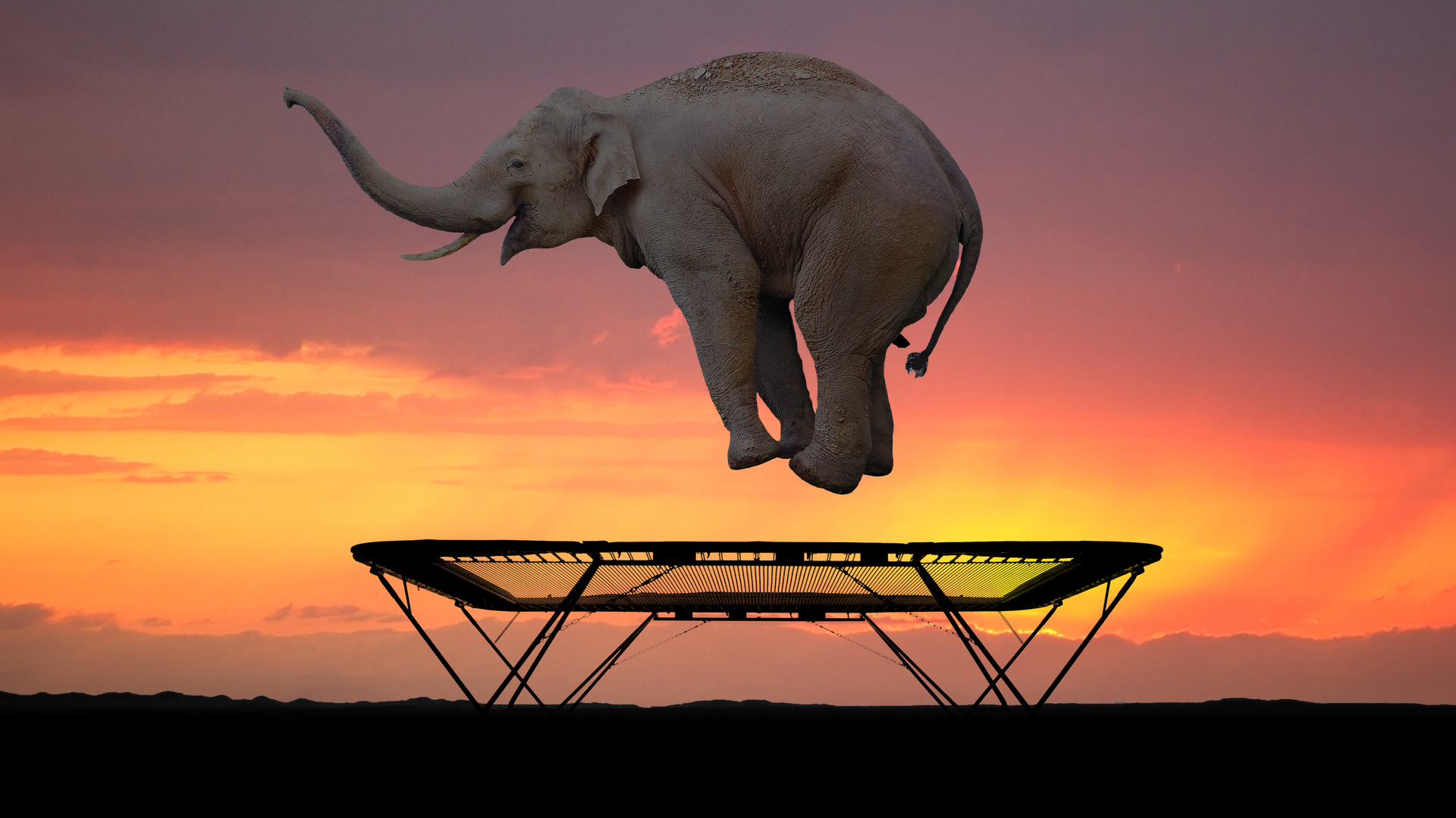An elephant on a trampoline