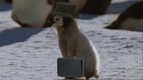 A baby penguin going to work in a top hat