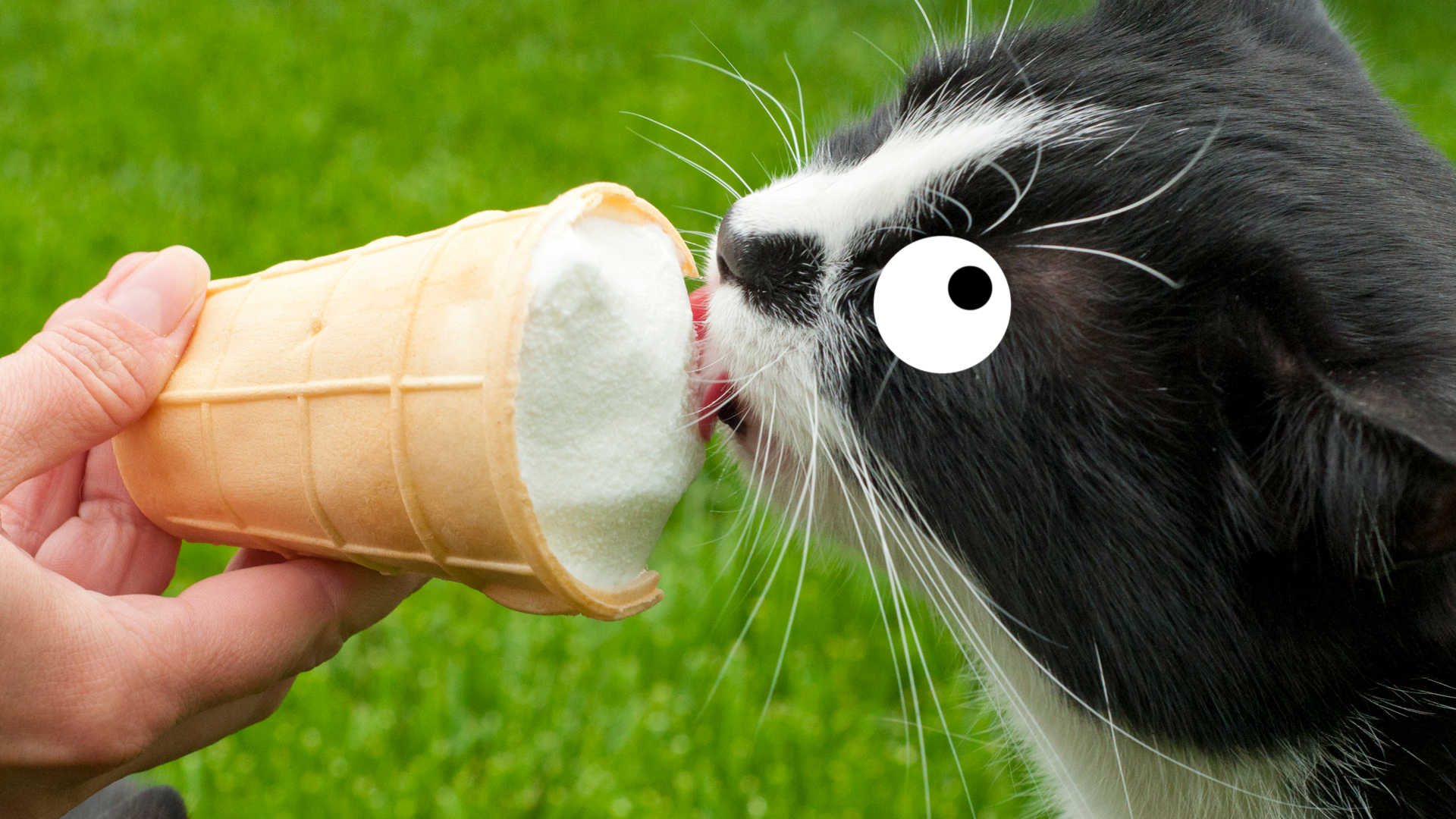 A cat licking an ice cream