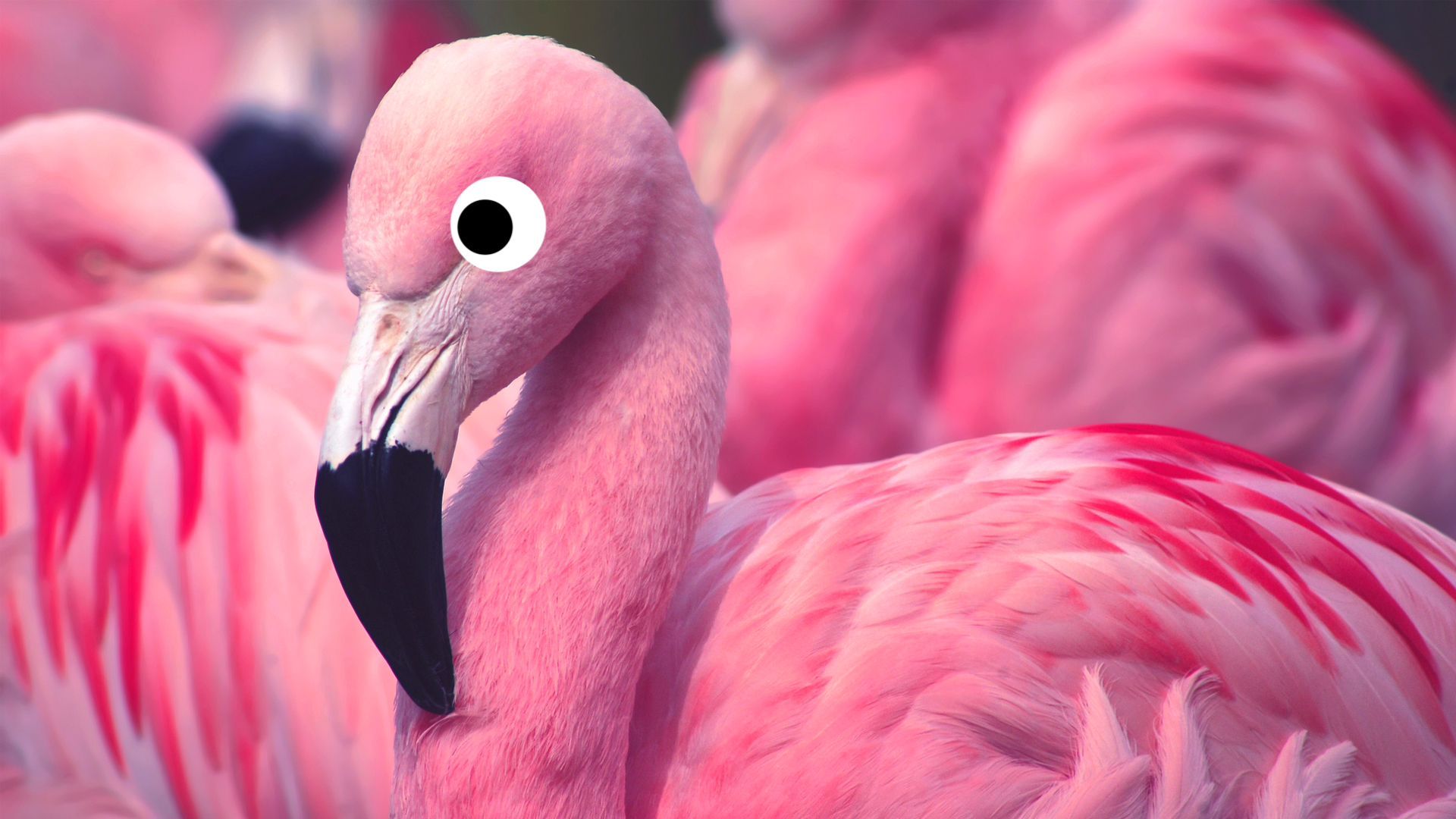A bright pink flamingo