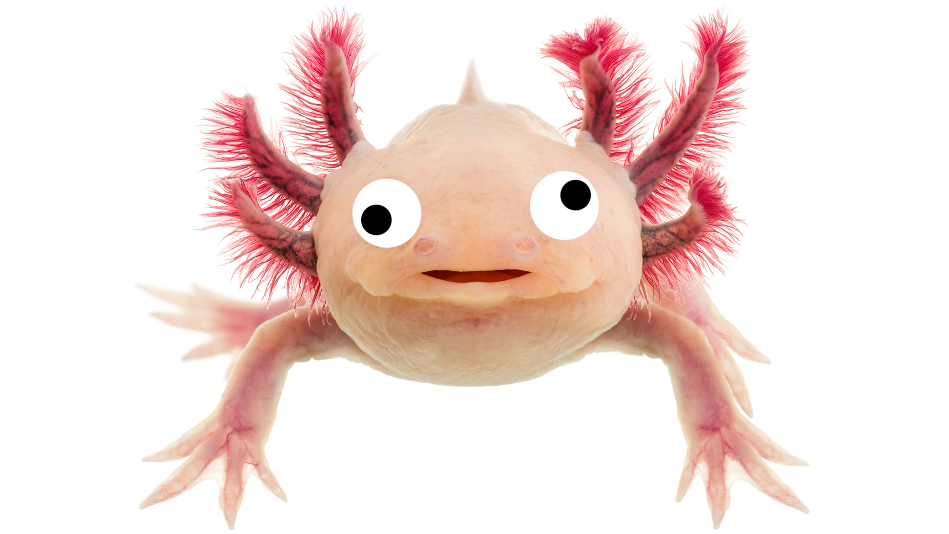 A happy axolotl