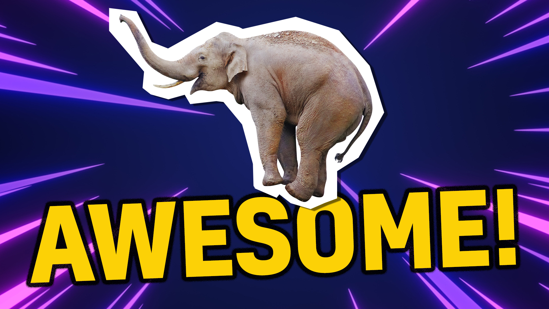 Elephant says awesome!