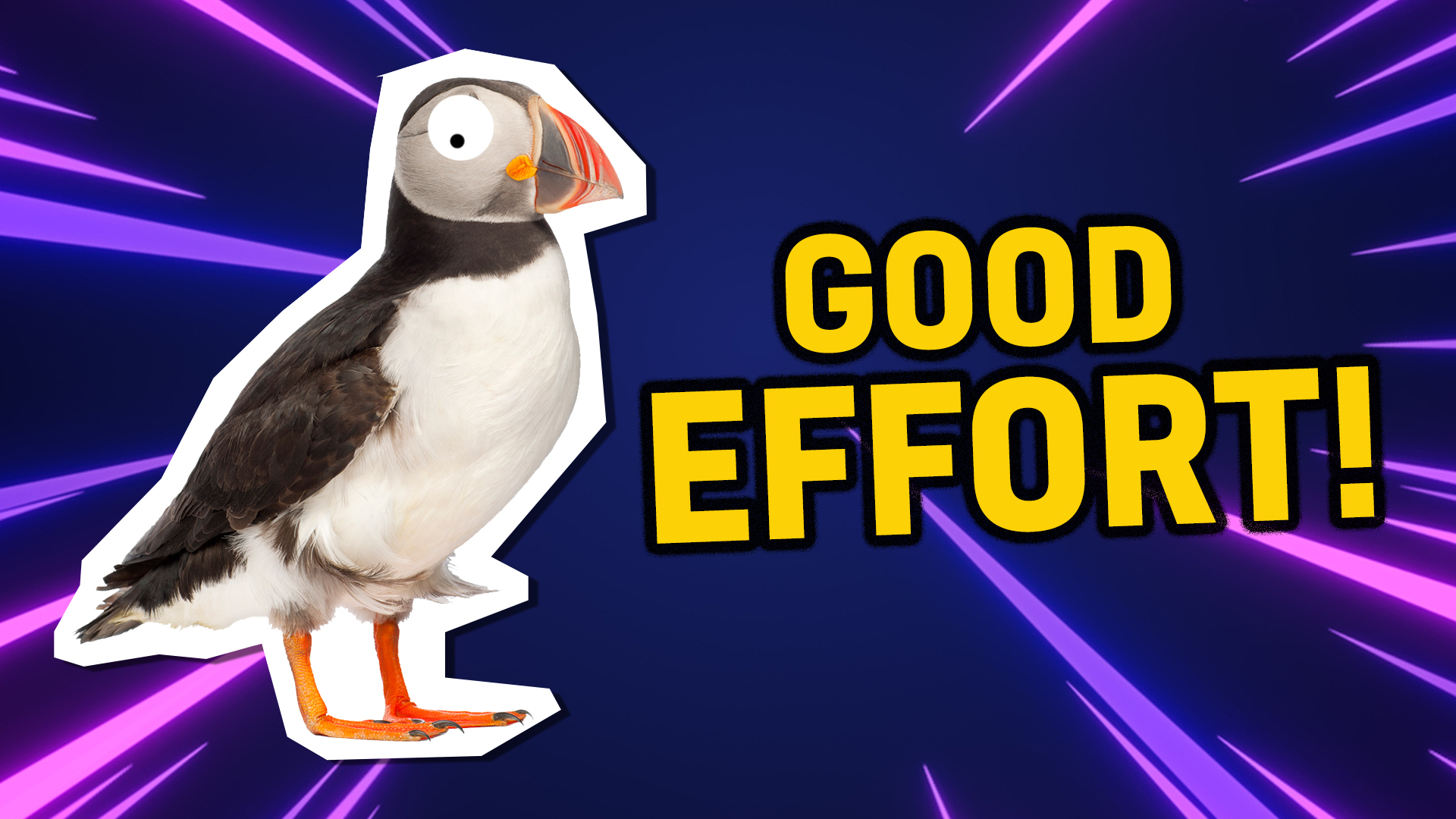 Puffin says good effort