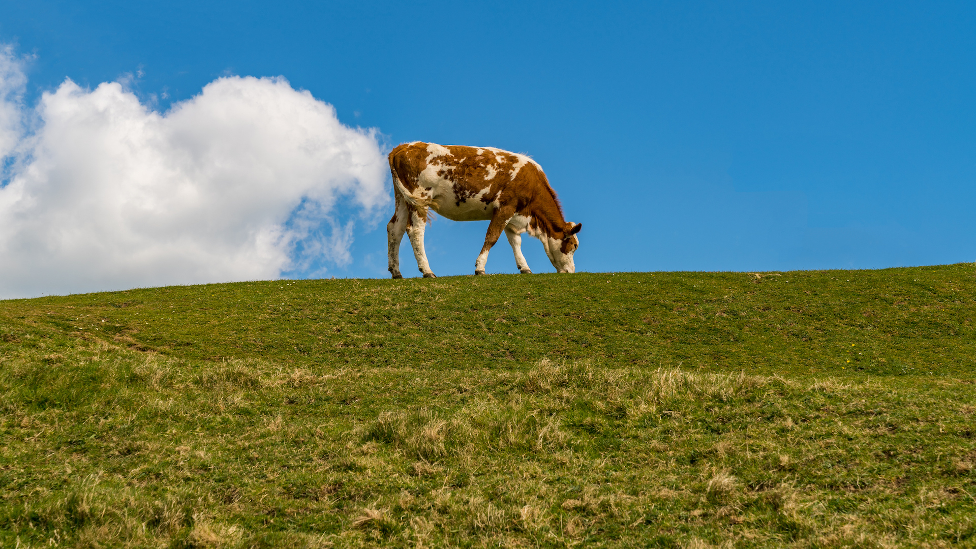 A cow farting on a big hill