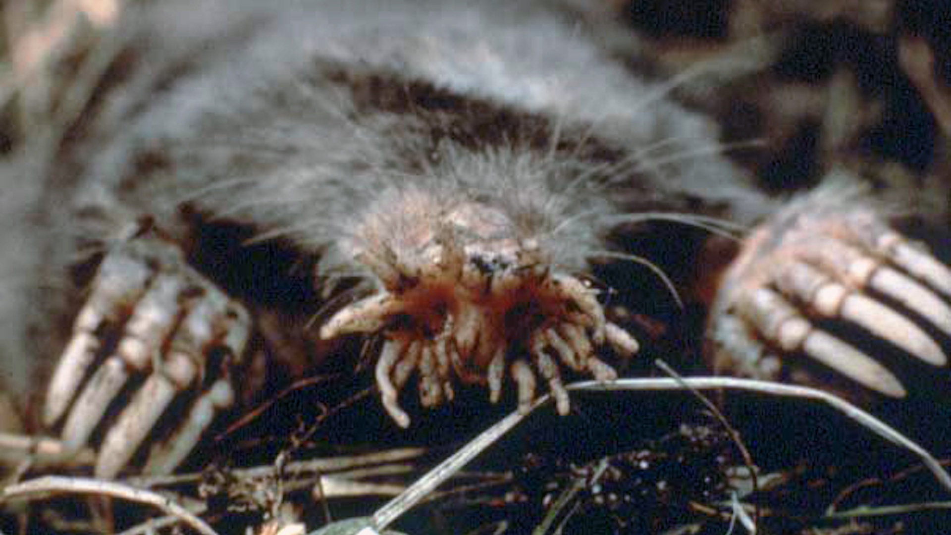 A star-nosed mole