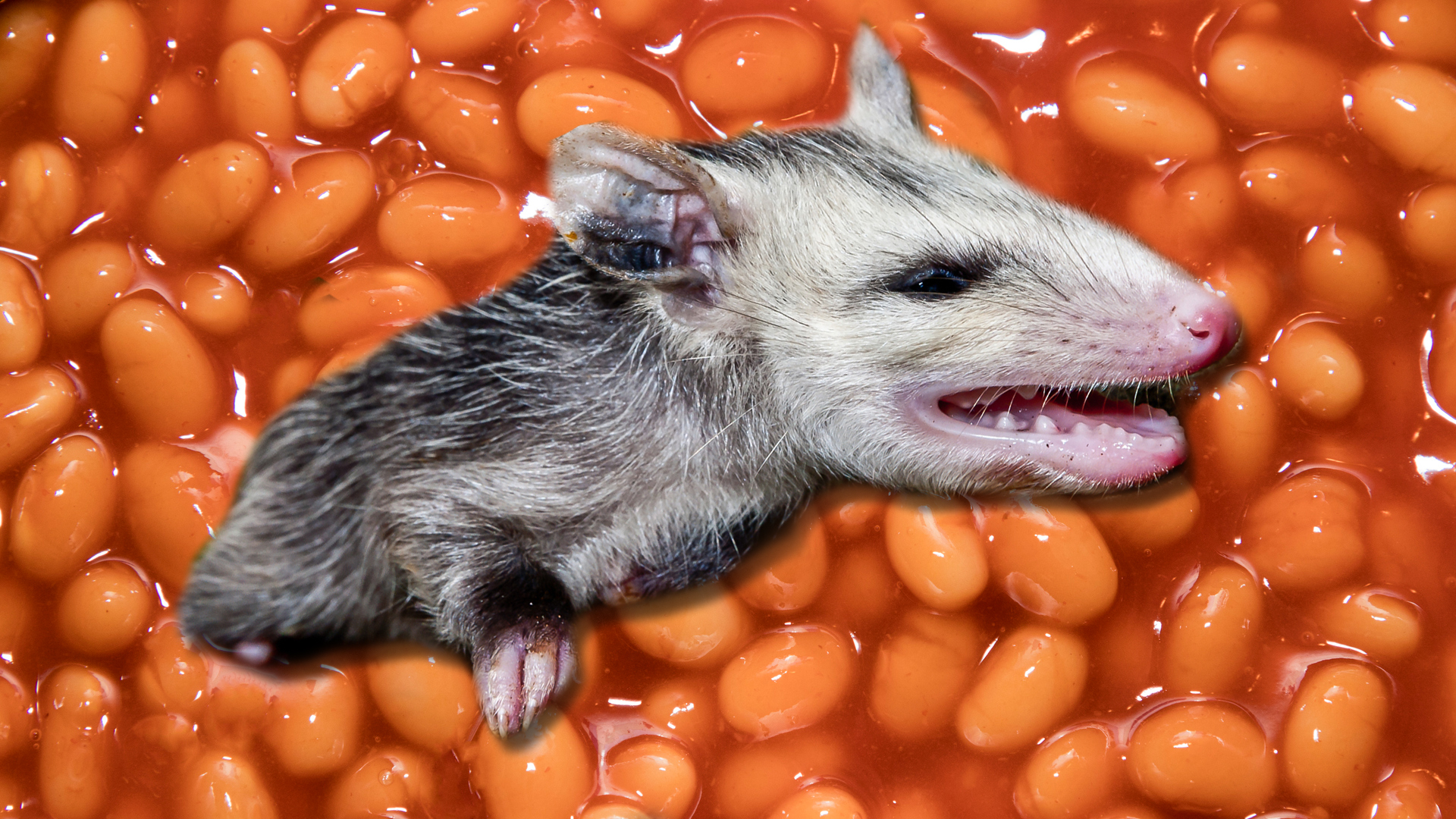 An opossum in a cold bucket of beans