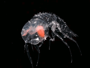 A transparent sea creature