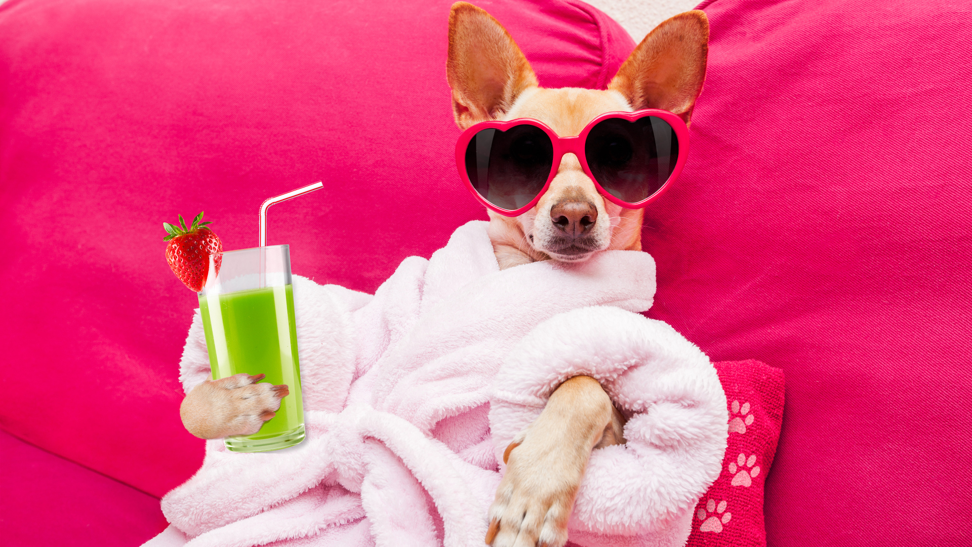 A dog in a dressing gown with a fancy smoothie