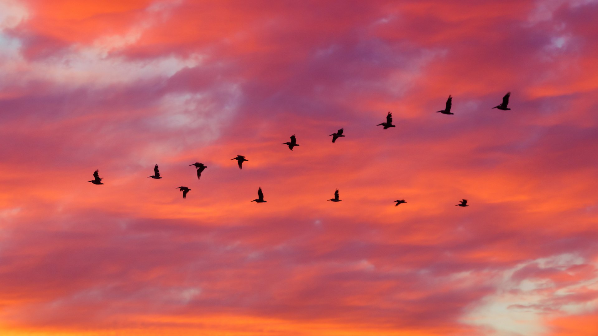 Birds flying somewhere or other | Science Quiz