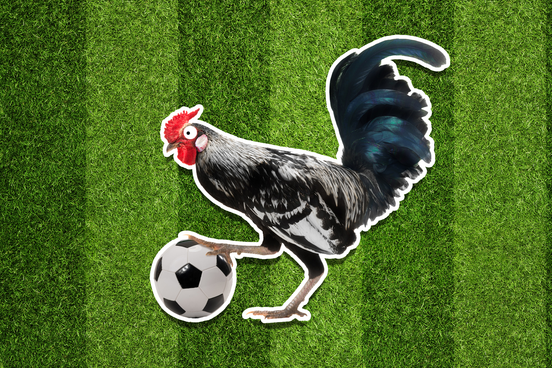 A rooster with a ball