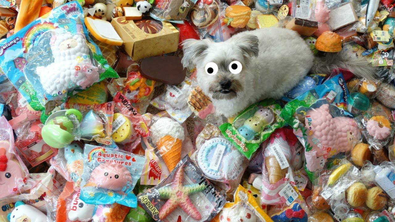 A dog surrounded by squishies