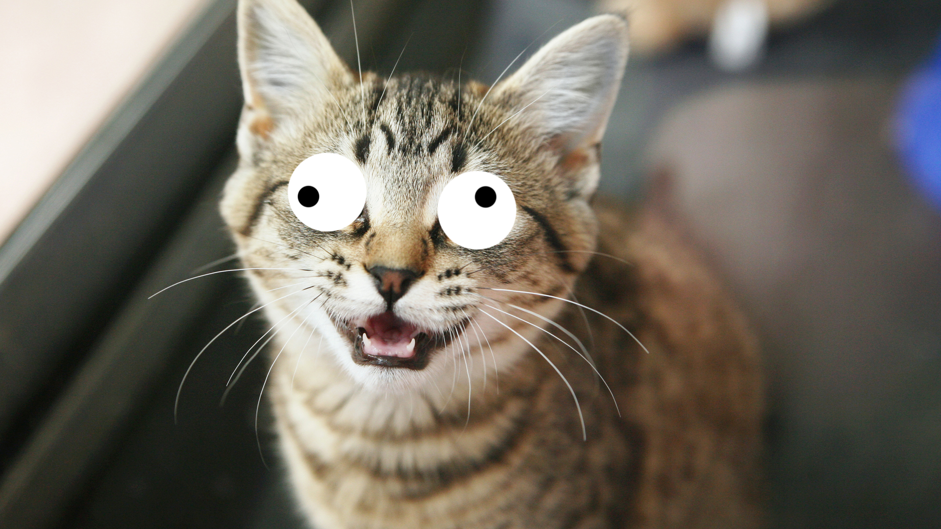 A big-eyed cat