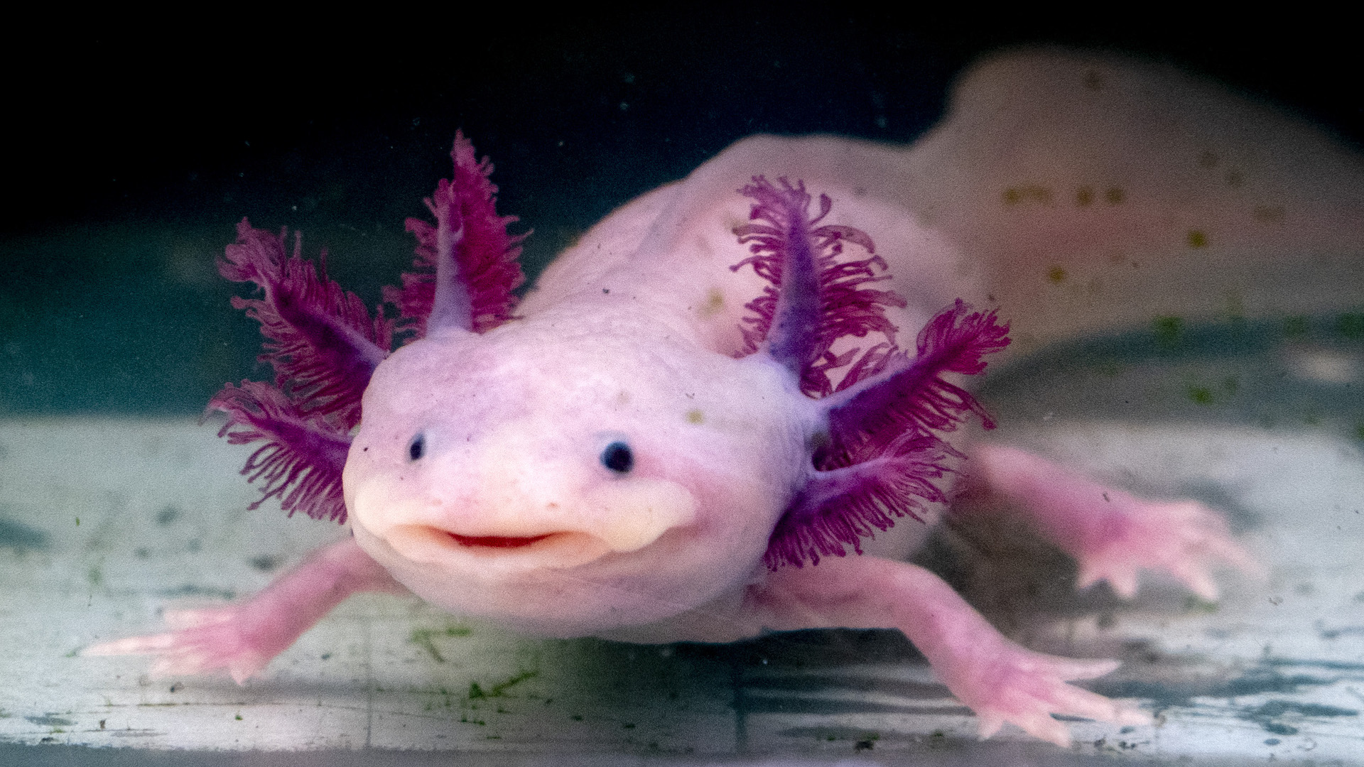An cheeky axolotl