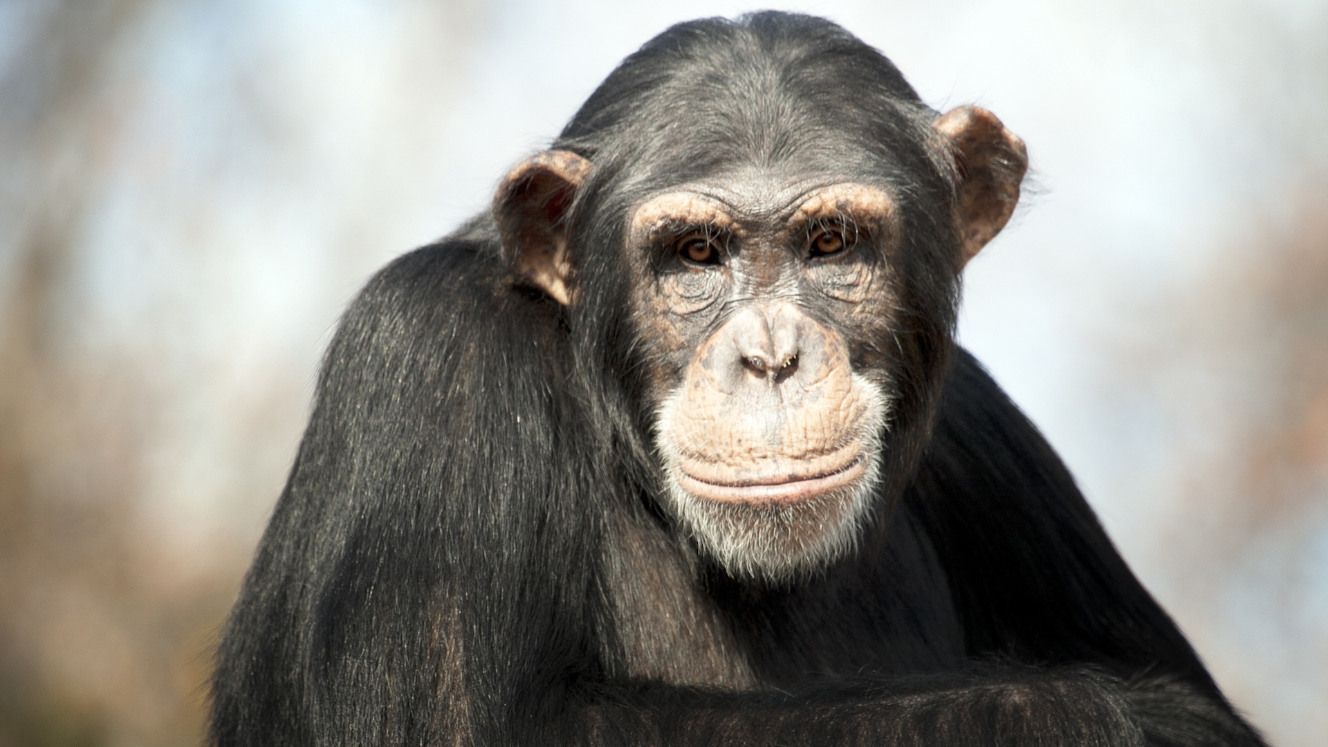 A wise chimp