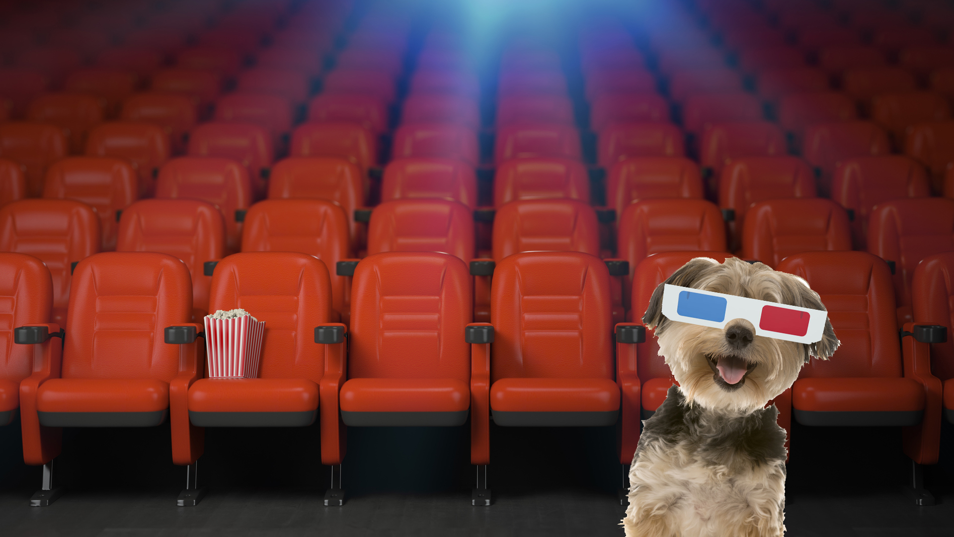 Dog in 3D glasses at the movies