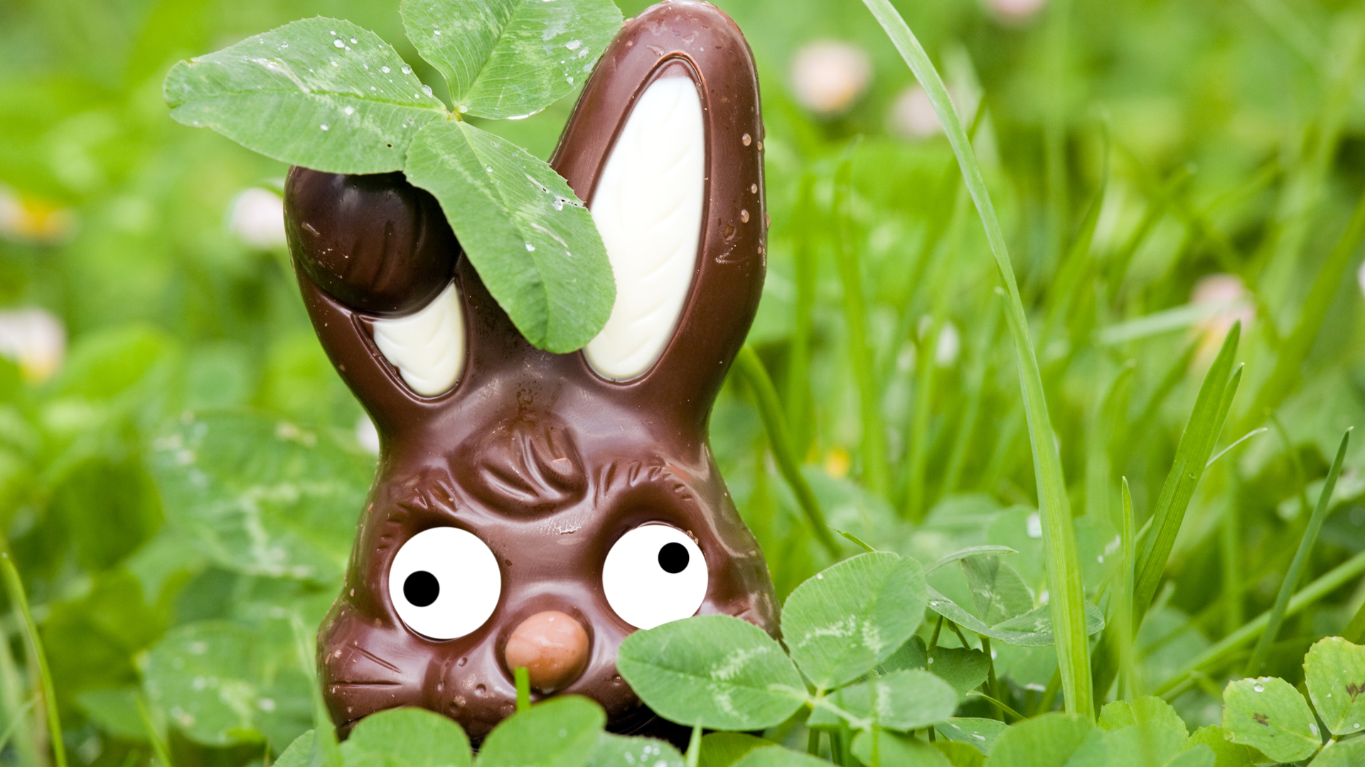 A chocolate rabbit hiding in the grass