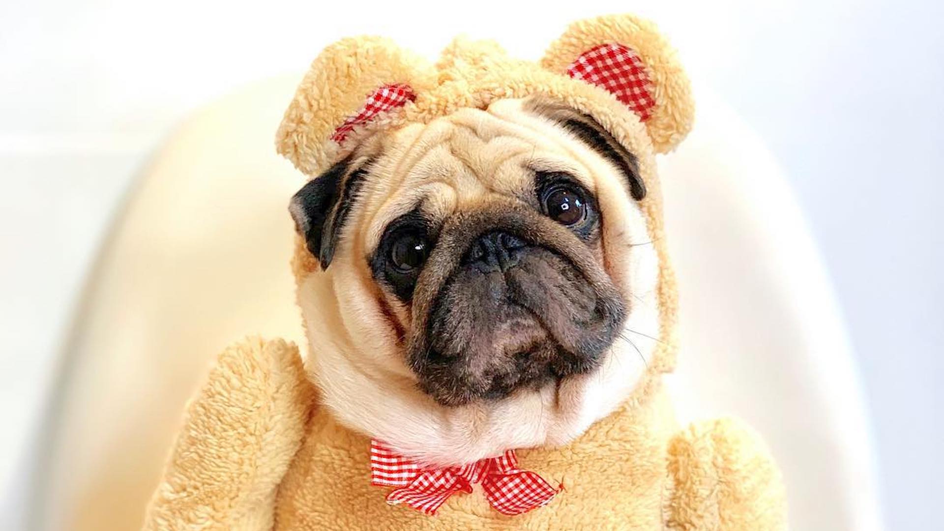 Puggy Smalls dressed as a bear