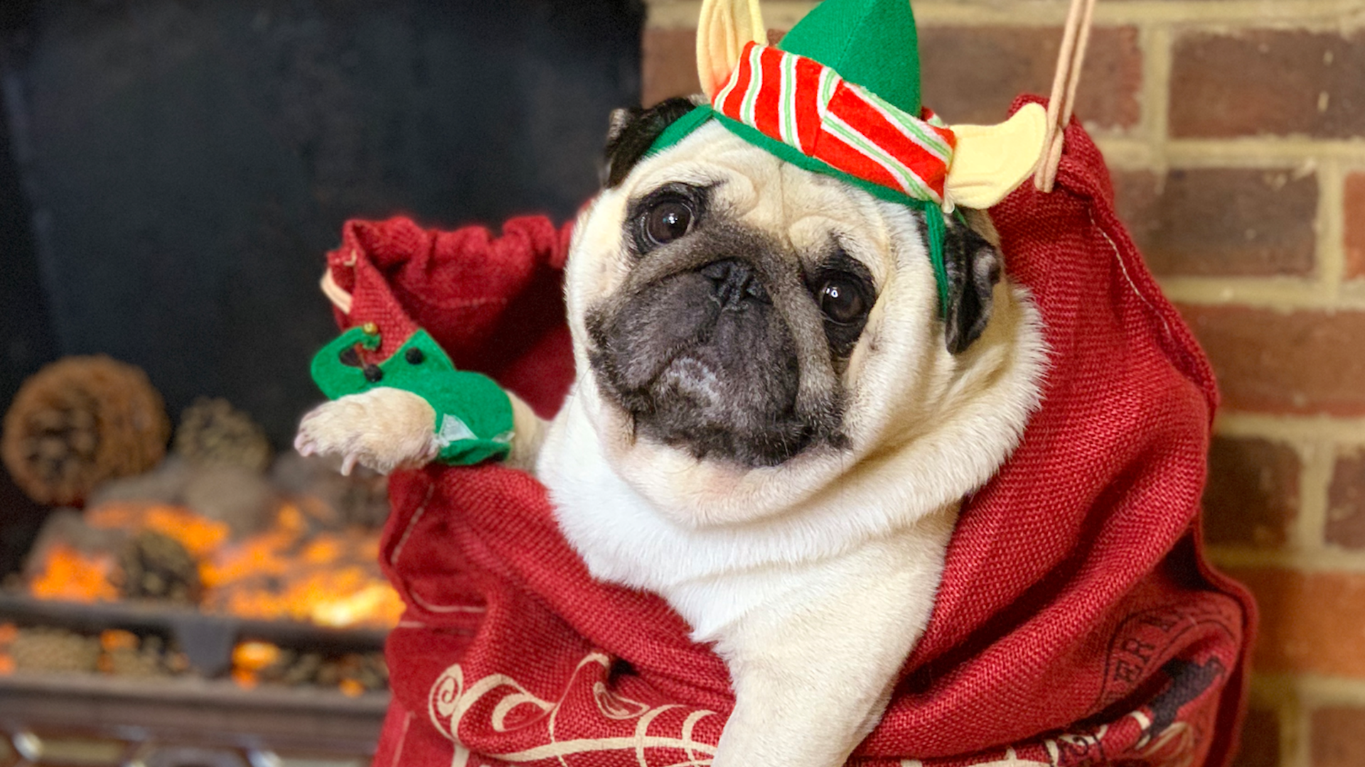 Puggy Smalls dressed as an elf 