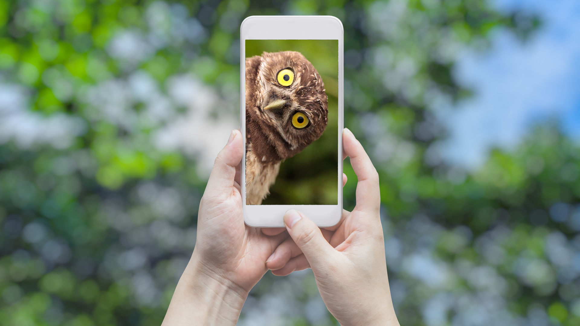 A phone used to take a photo of a curious owl