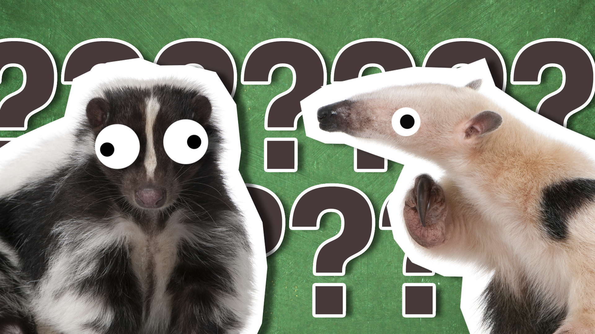 A skunk and a collared anteater