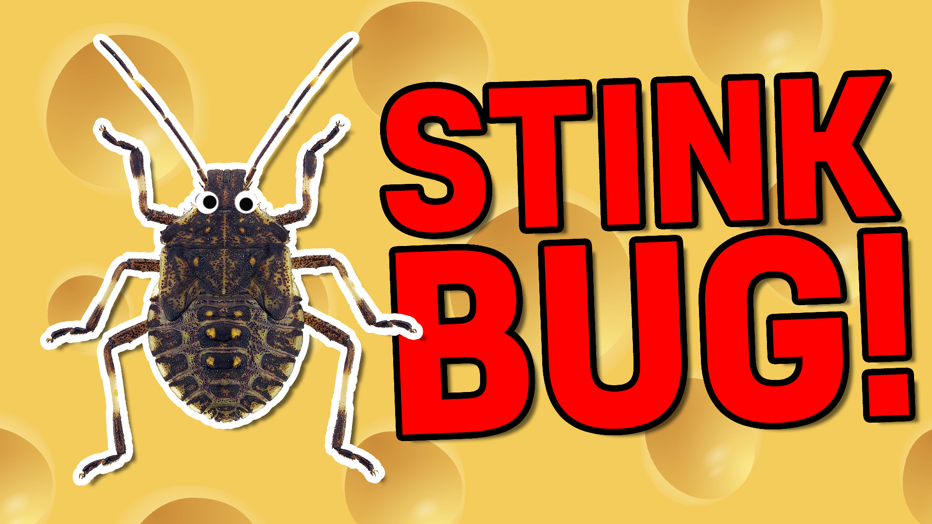 Stink Bug | Smelly Animal