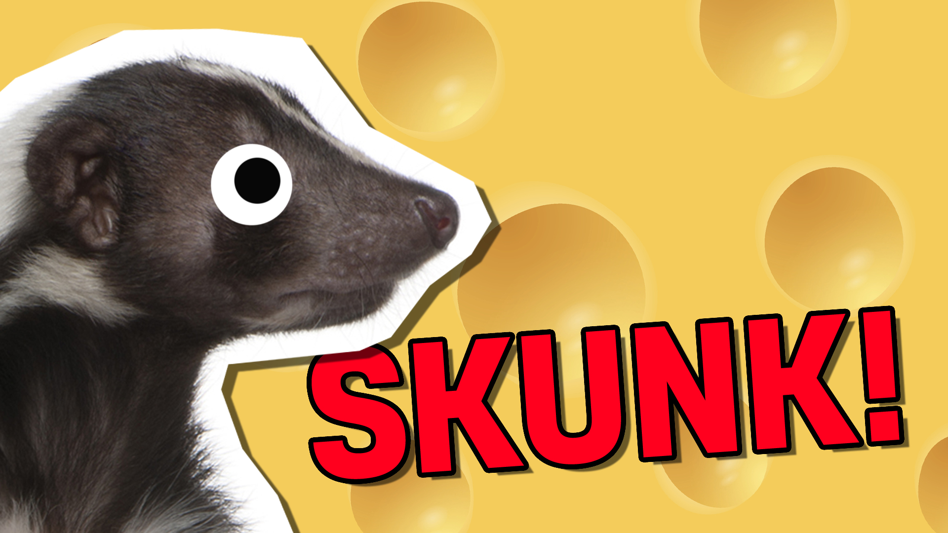 Skunk | Smelly Animal