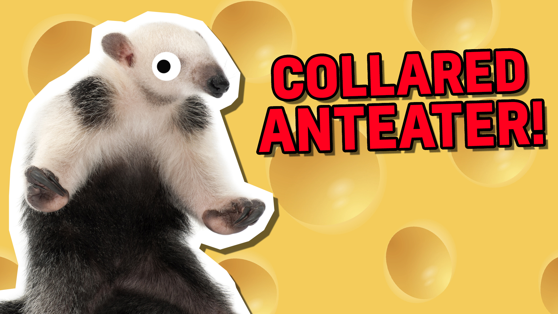 Collared Anteater | Smelly Animal