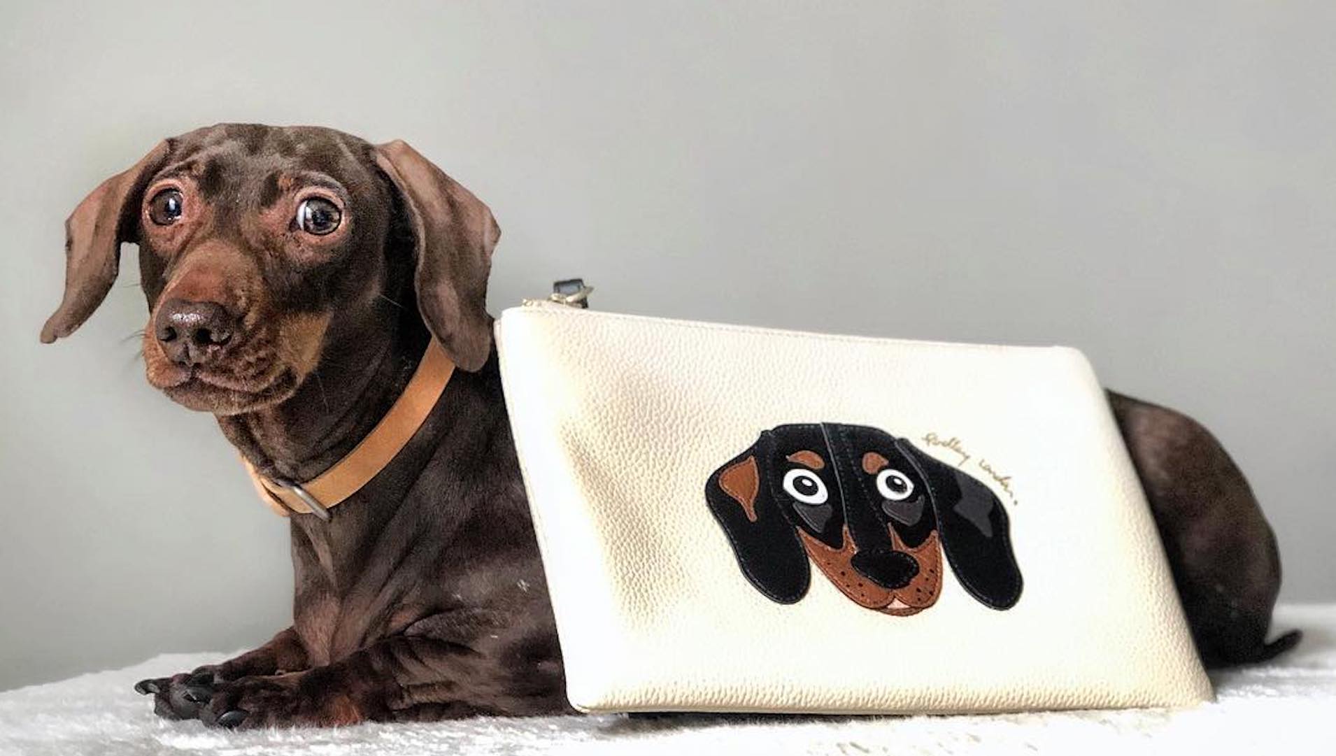 Pops modelling a dachshund purse