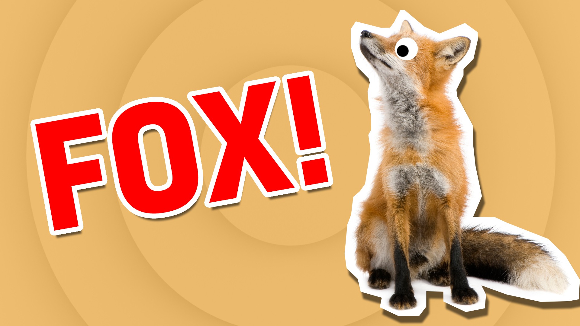 A handsome fox | What Cute Animal Are You?  | Which Cute Animal Are You?