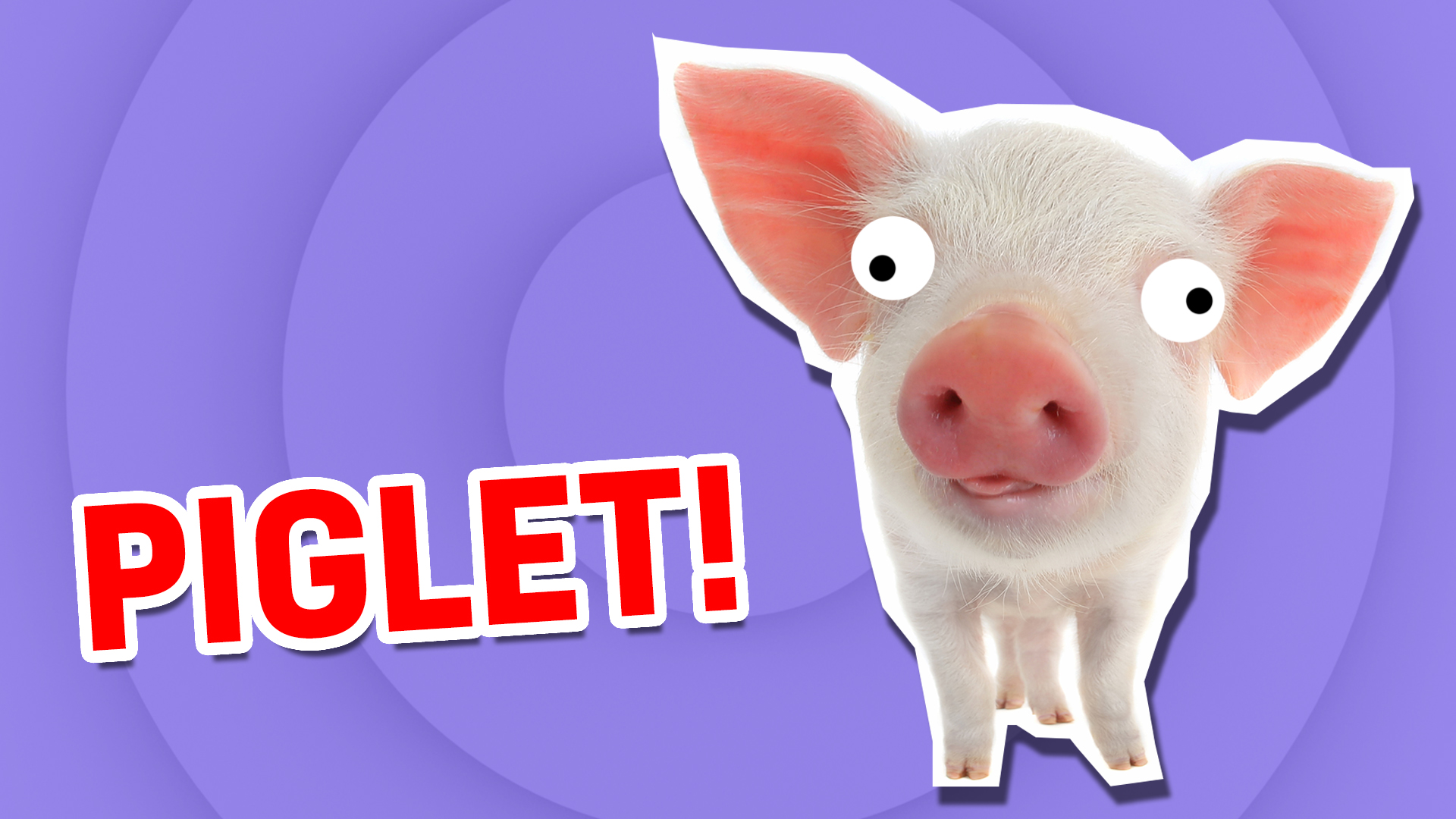 A piglet | What Cute Animal Are You?  | Which Cute Animal Are You?