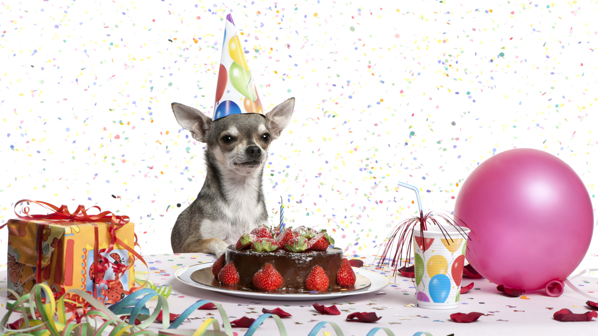 A Chihuahua celebrating a birthday in style 