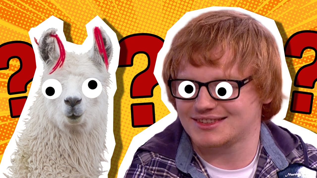 A llama and Ed Sheeran lookalike